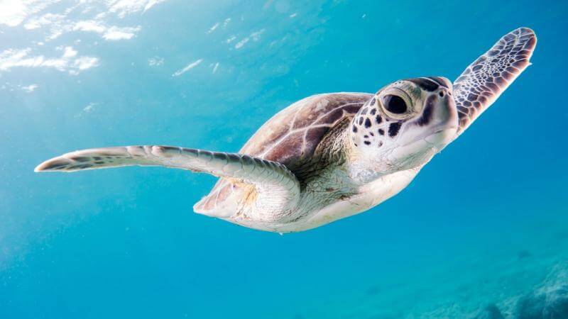 Our visit of Tamar project in Ubatuba and why to reduce use of plastic