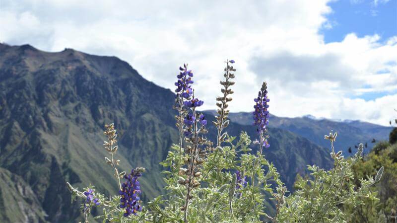 3-days trek through villages in Colca Canyon, Peru