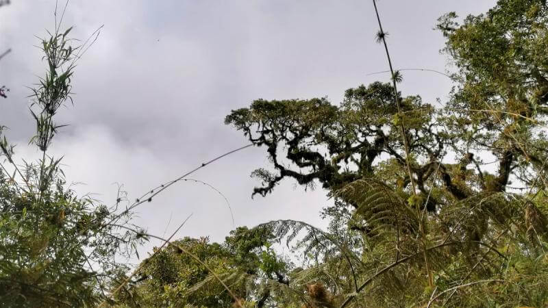 El Choro trek - the most popular Bolivian hiking trail going bad