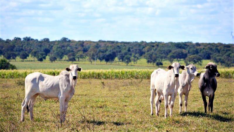 Living on a farm – how we did volunteer work in Brazil