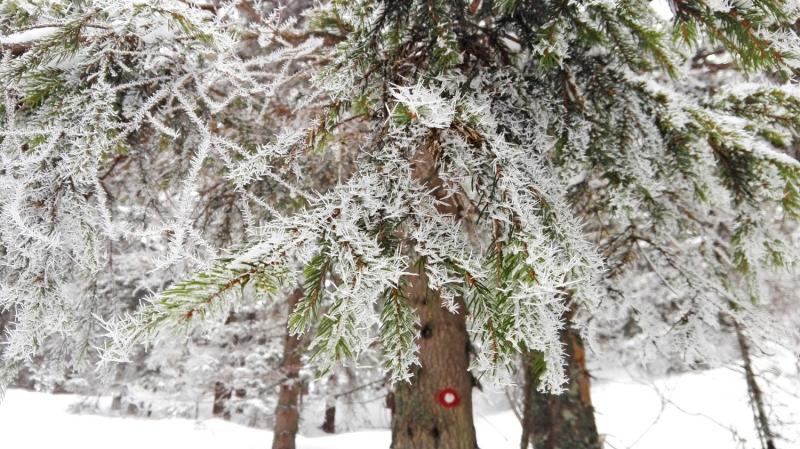 Snow hike to Snežnik and how you shouldn't do it