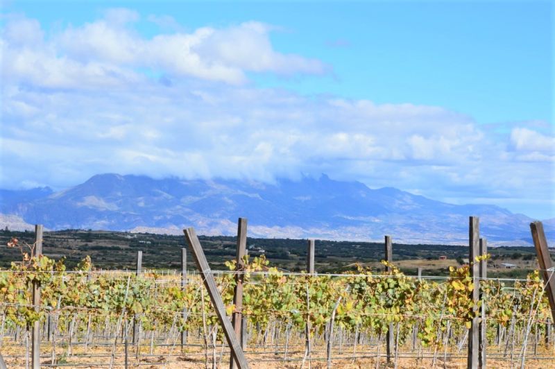 Tarija is the capital of Bolivian wine region